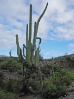 Another old saguaro